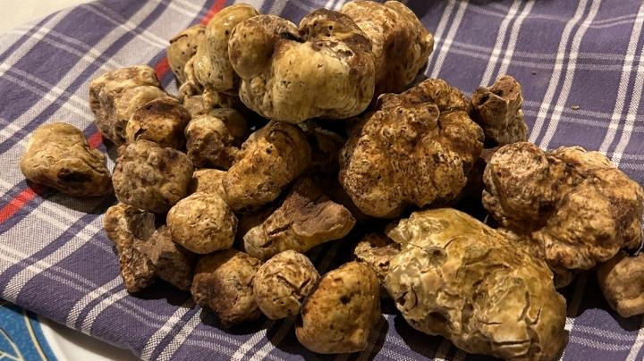 YouDinner auf den Spuren der Tartufo Bianco