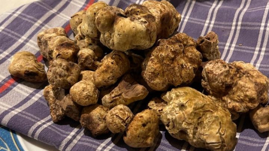 YouDinner auf den Spuren der Tartufo Bianco