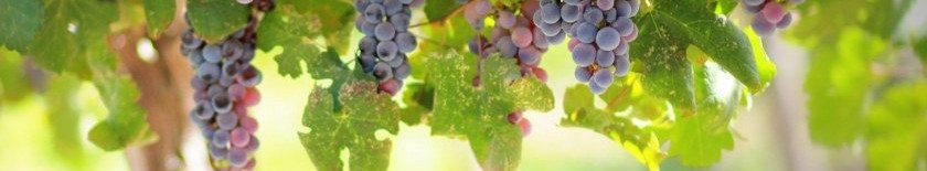 Château Latour: das perfekte Monument des Pauillac
