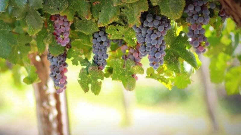 Château Latour: das perfekte Monument des Pauillac